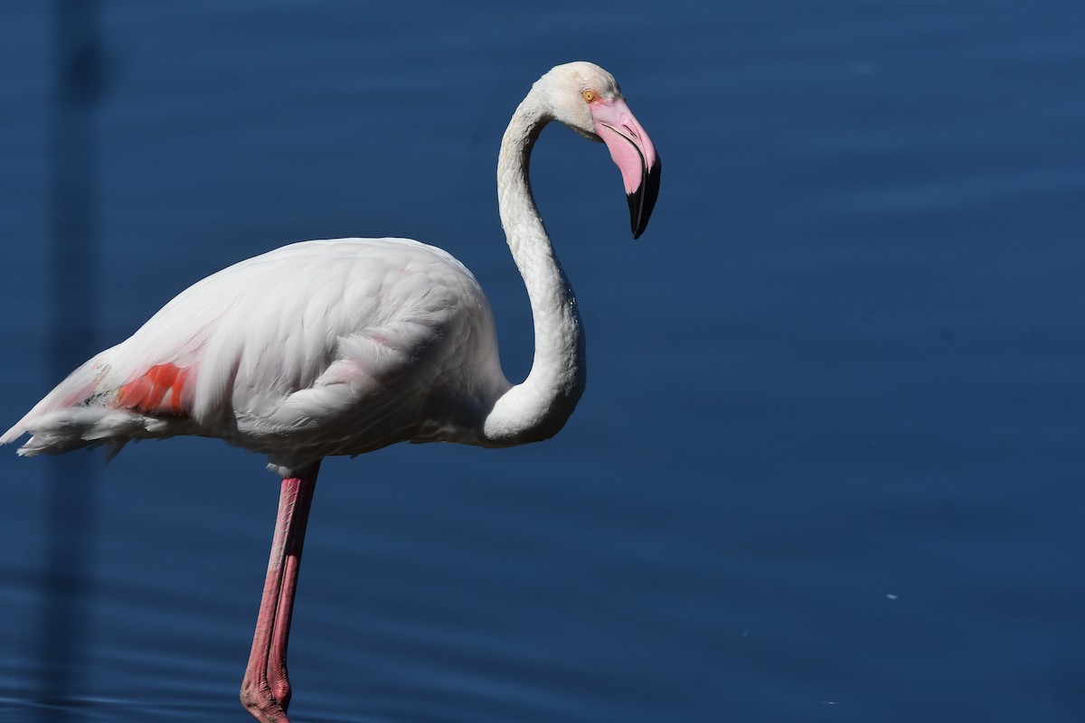 Greater Flamingo - ML618319914