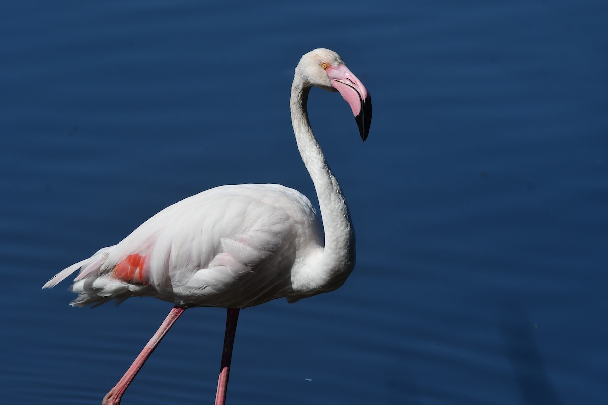 Greater Flamingo - ML618319915