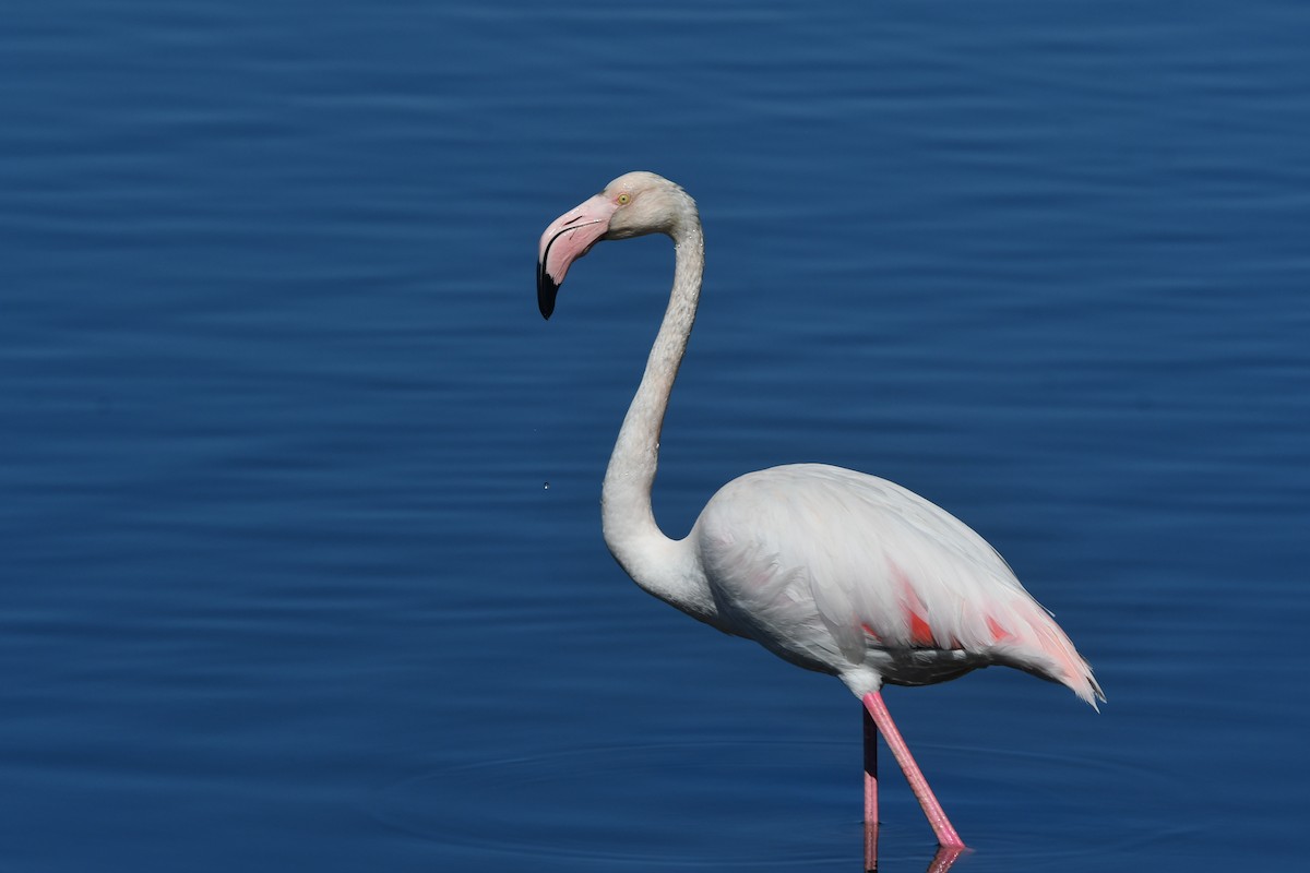 Greater Flamingo - ML618319916