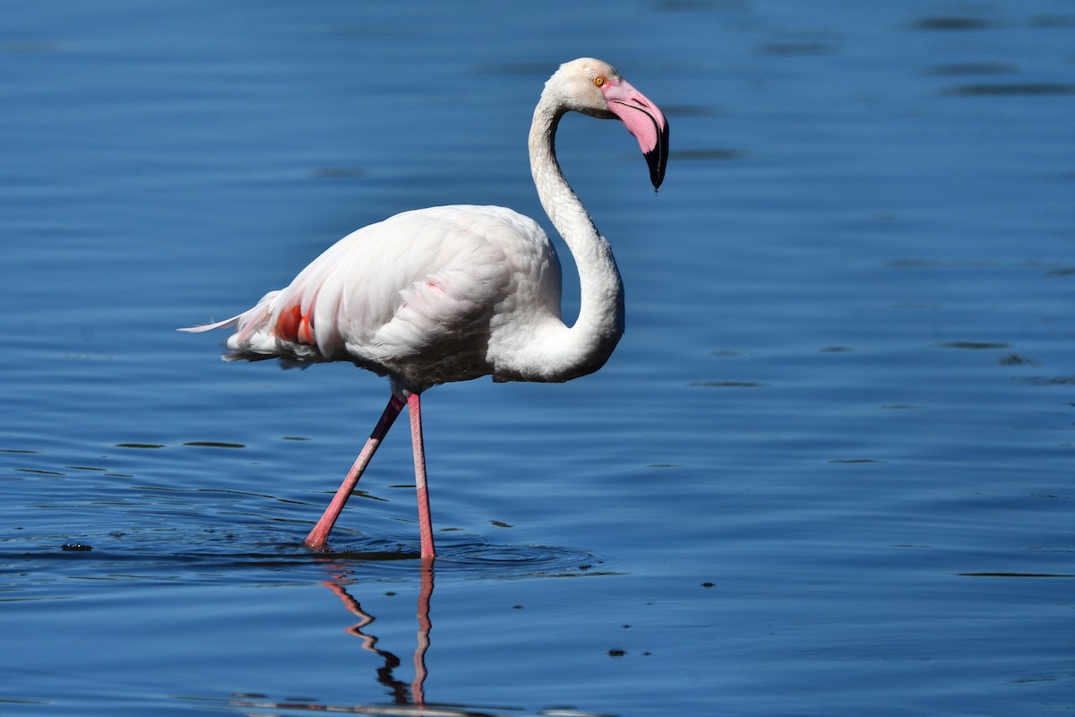 Greater Flamingo - ML618319918