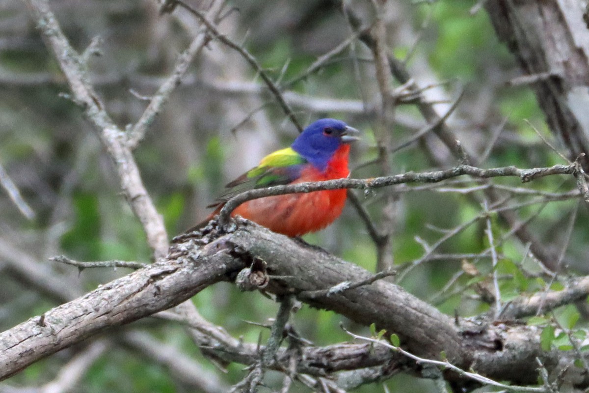 Painted Bunting - ML618319921