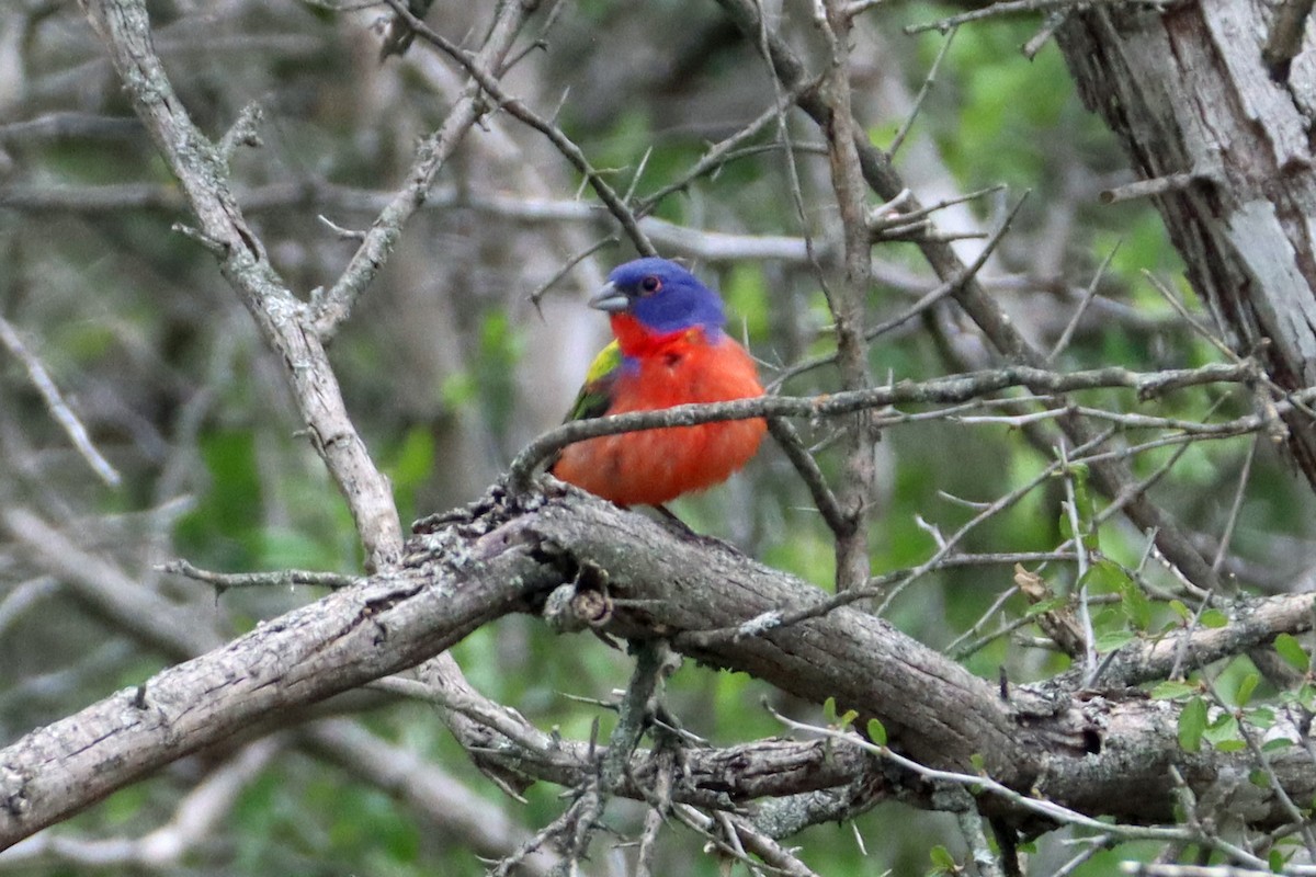 Painted Bunting - ML618319922