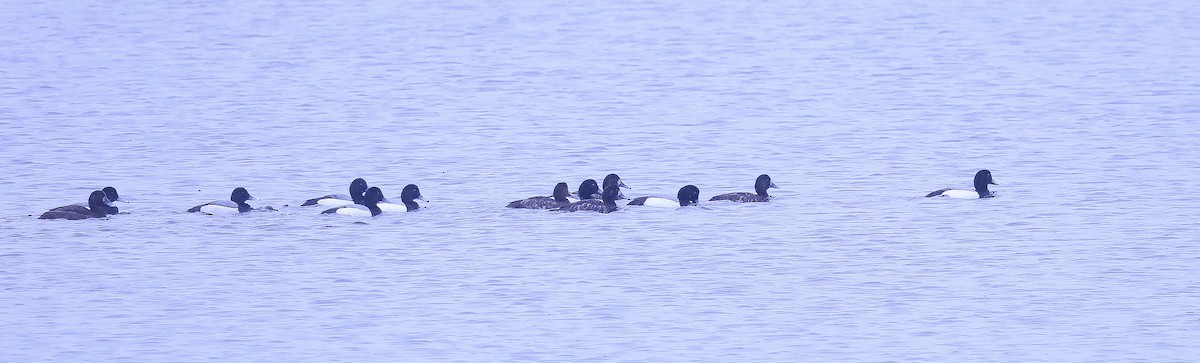 Greater Scaup - ML618319952
