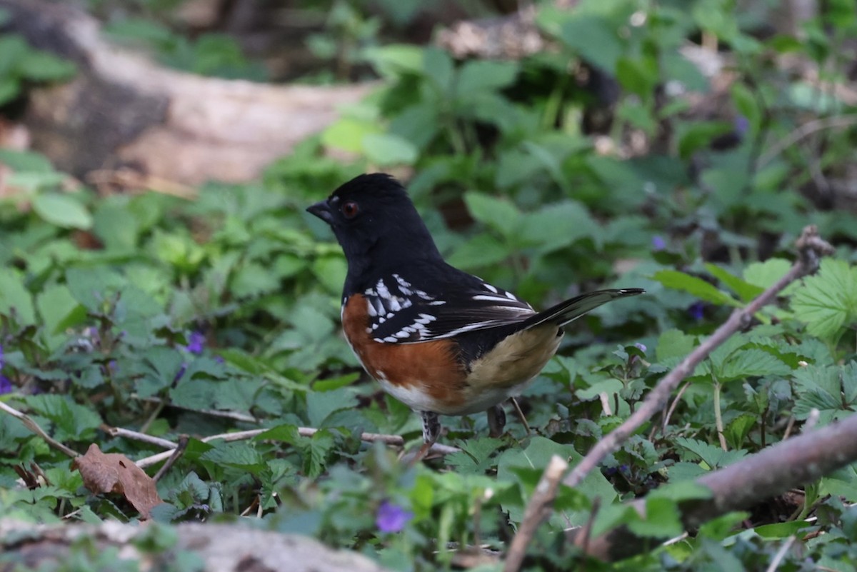 Spotted Towhee - ML618319965