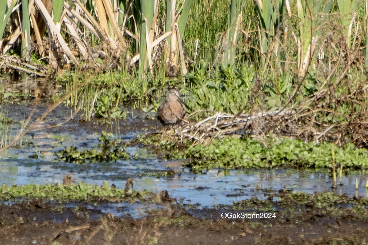Long-billed Dowitcher - ML618319977