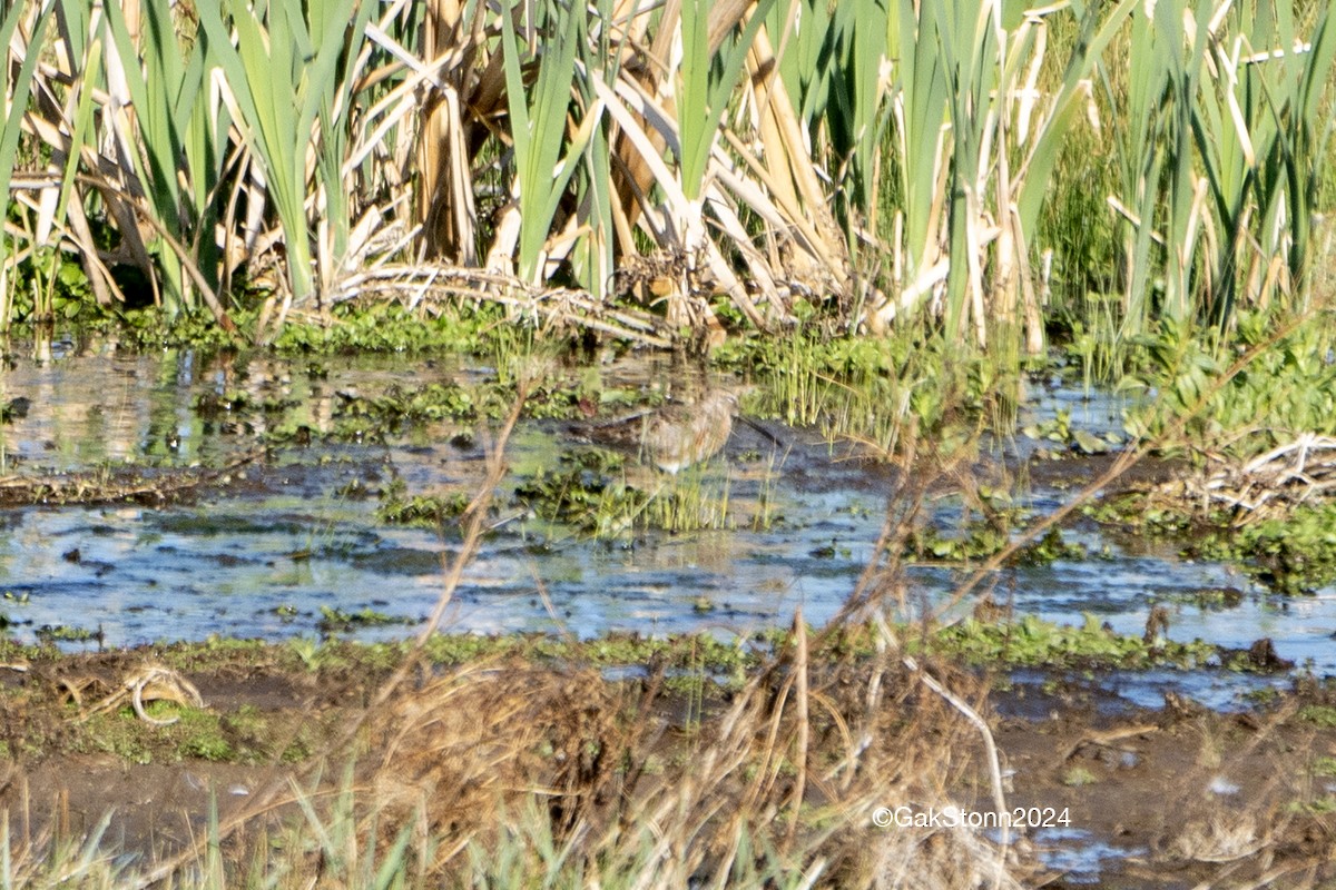 Long-billed Dowitcher - ML618319978