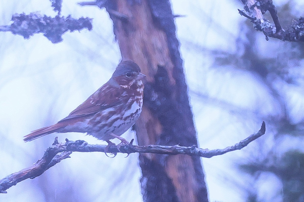 Fox Sparrow (Red) - ML618319996