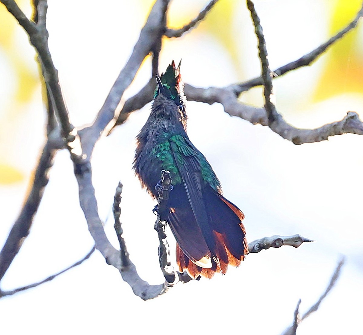 Antillean Crested Hummingbird - ML618320005