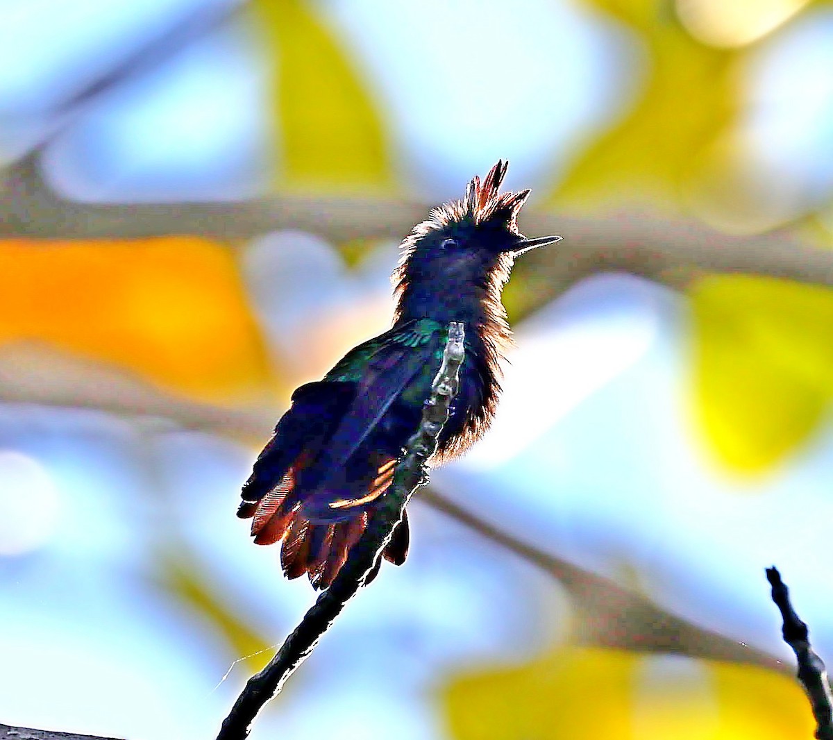 Antillean Crested Hummingbird - ML618320007