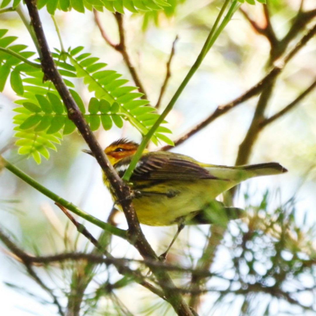 Cape May Warbler - ML618320014