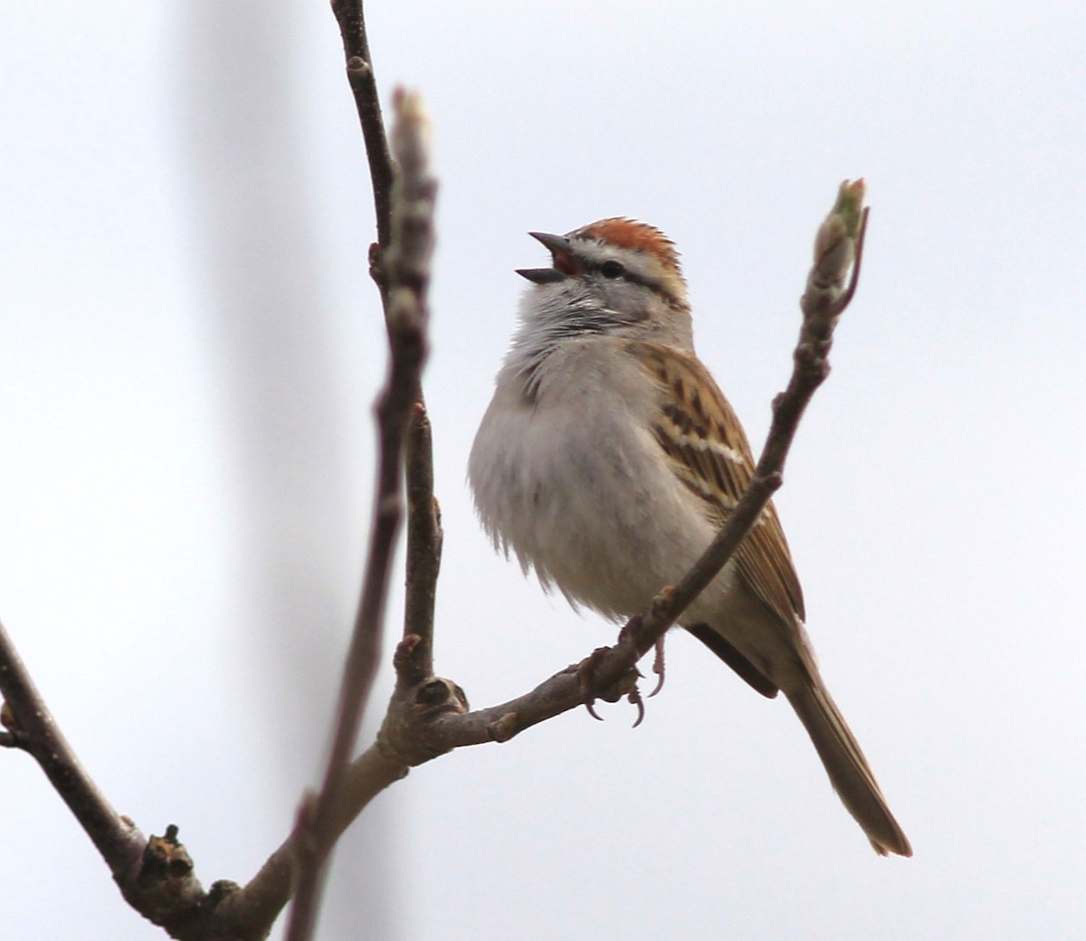 Chipping Sparrow - ML618320067