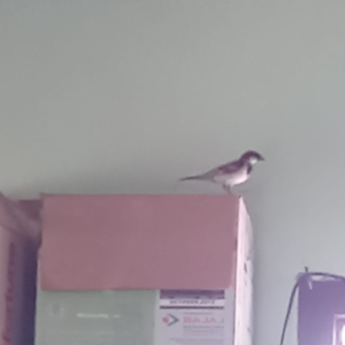 House Sparrow - ML618320081