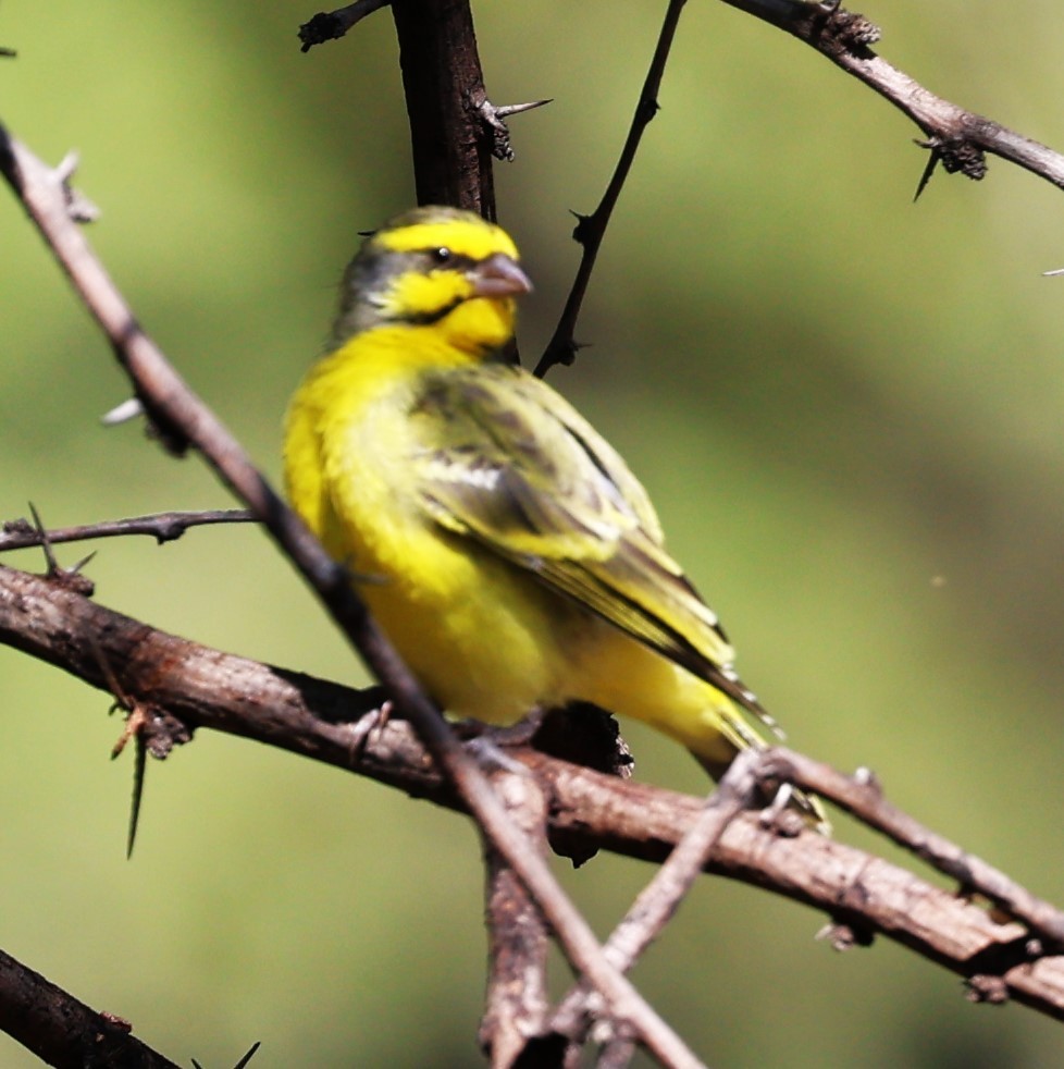 Yellow-fronted Canary - Sita Susarla