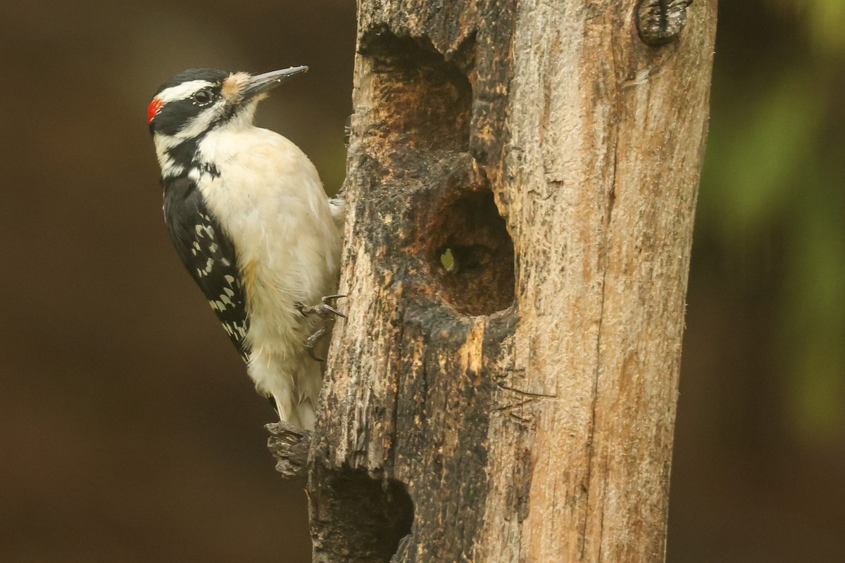 Hairy Woodpecker - ML618320098