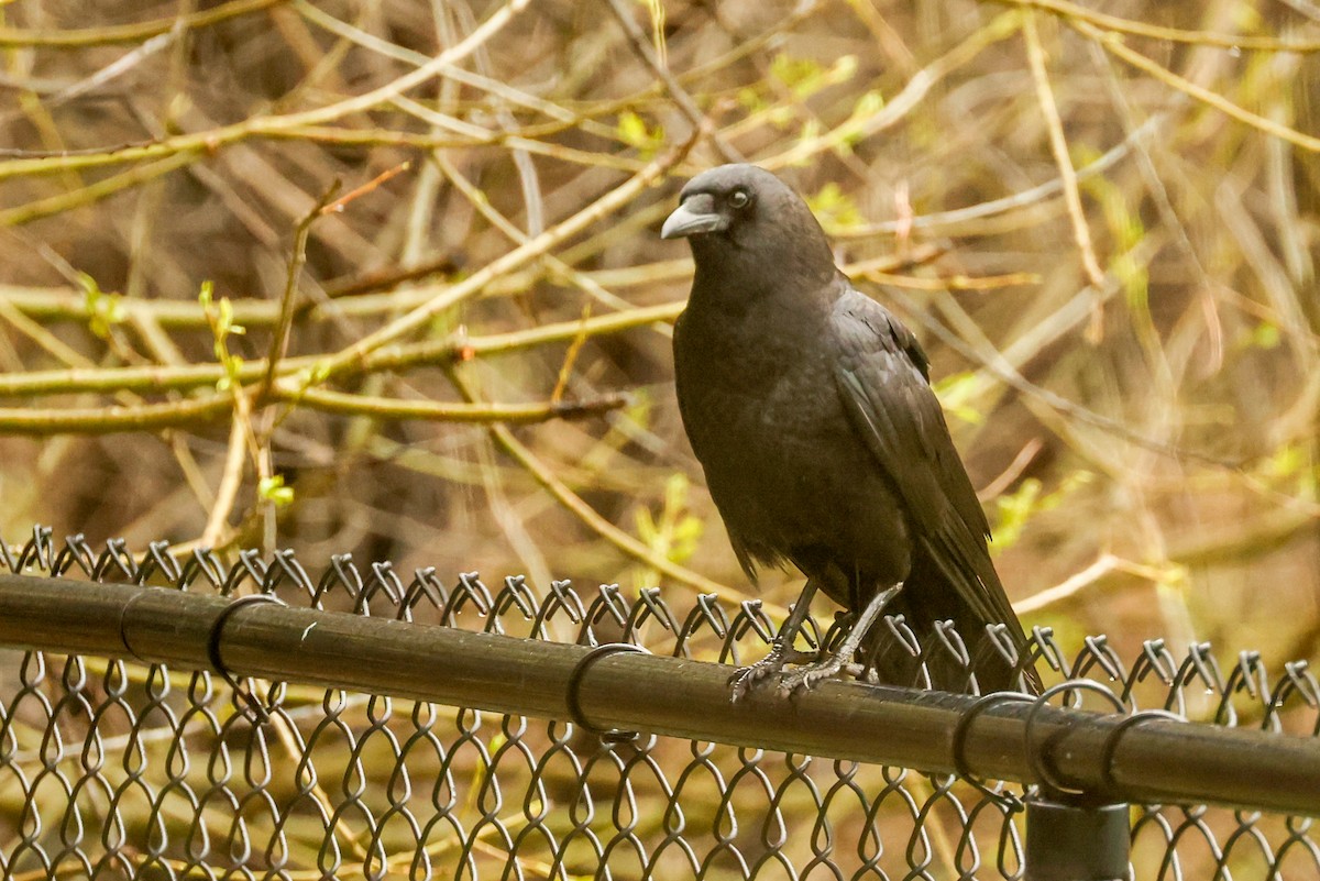 American Crow - ML618320107