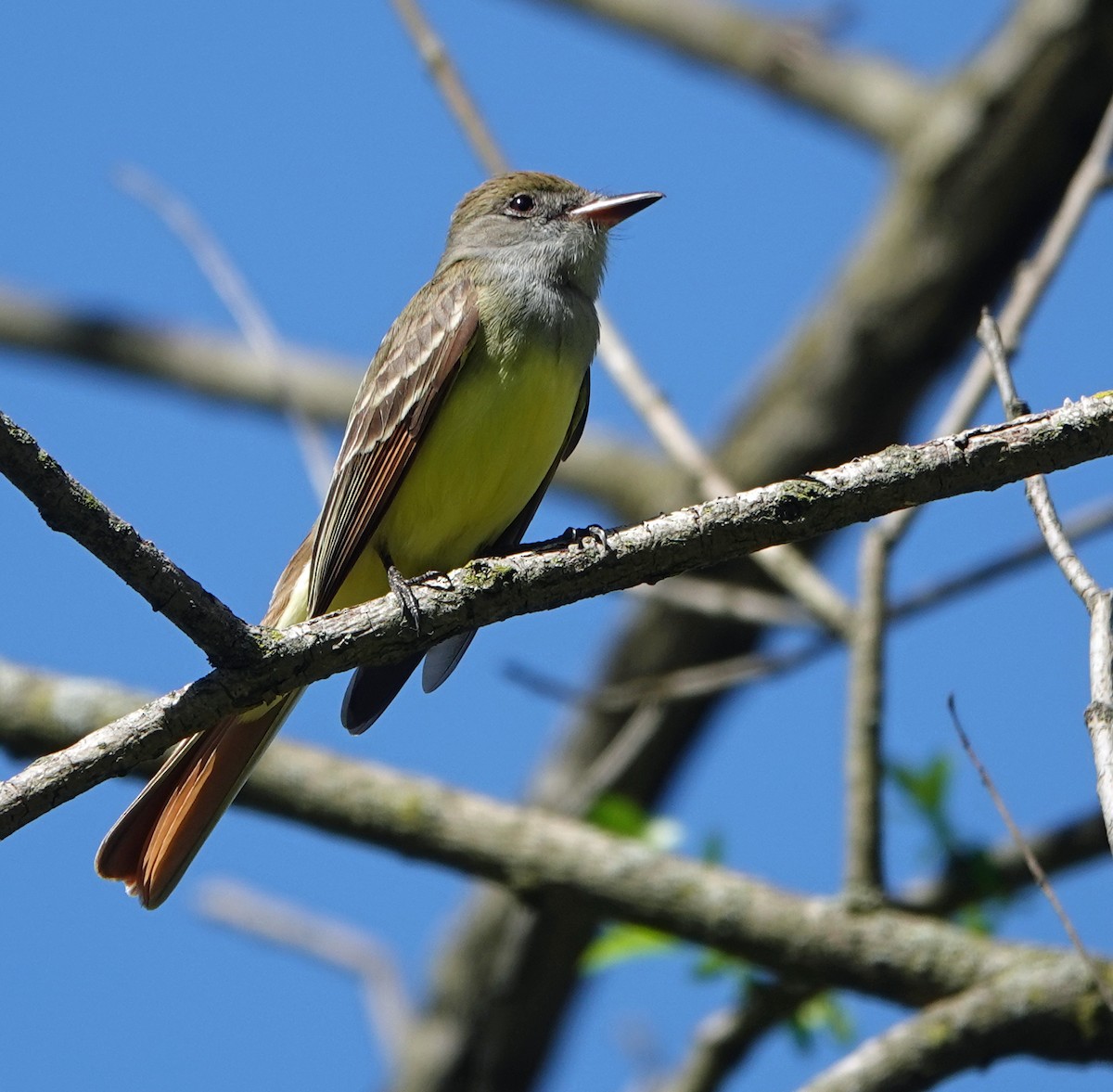 Great Crested Flycatcher - ML618320115