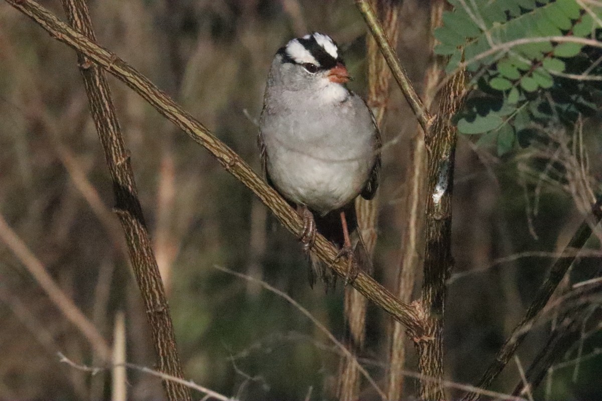 White-crowned Sparrow - ML618320116