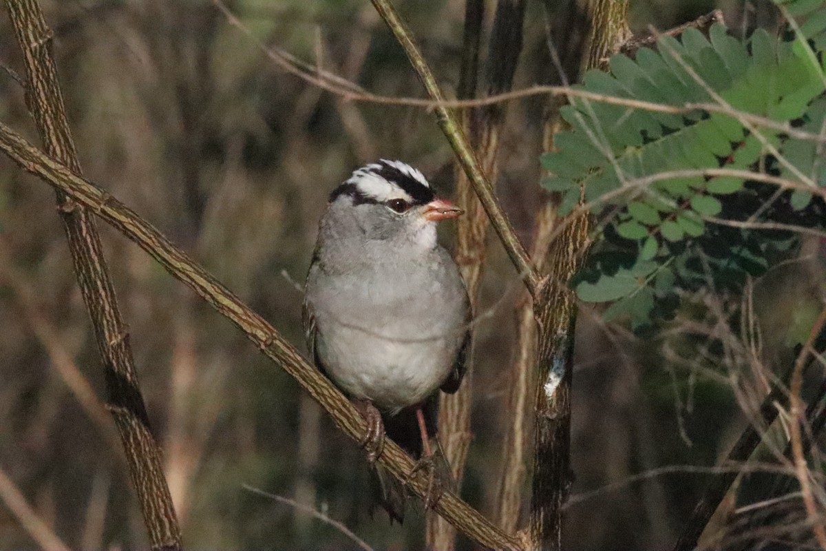 White-crowned Sparrow - ML618320119