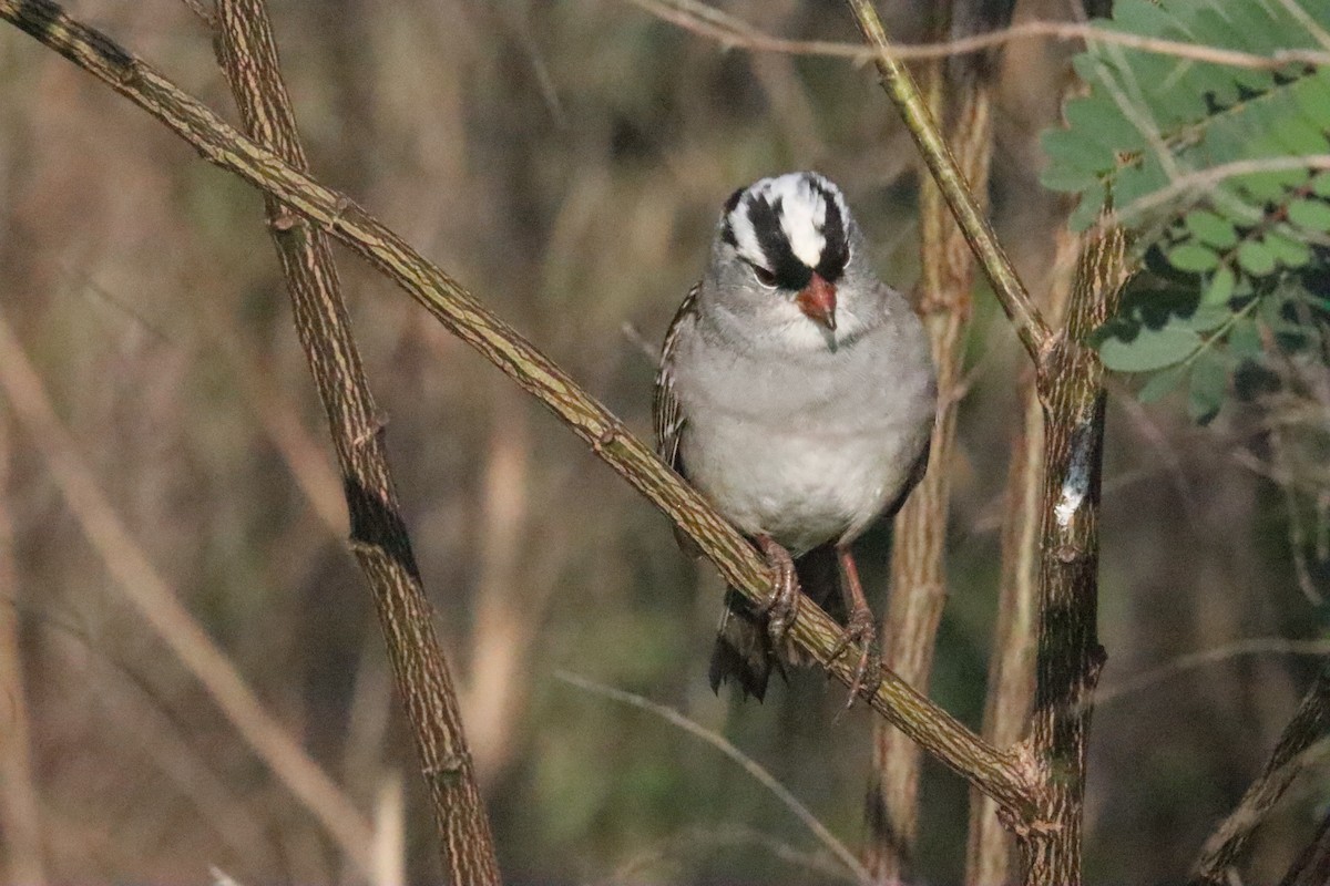 White-crowned Sparrow - ML618320124