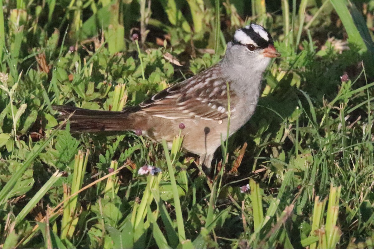 White-crowned Sparrow - Lloyd Davis