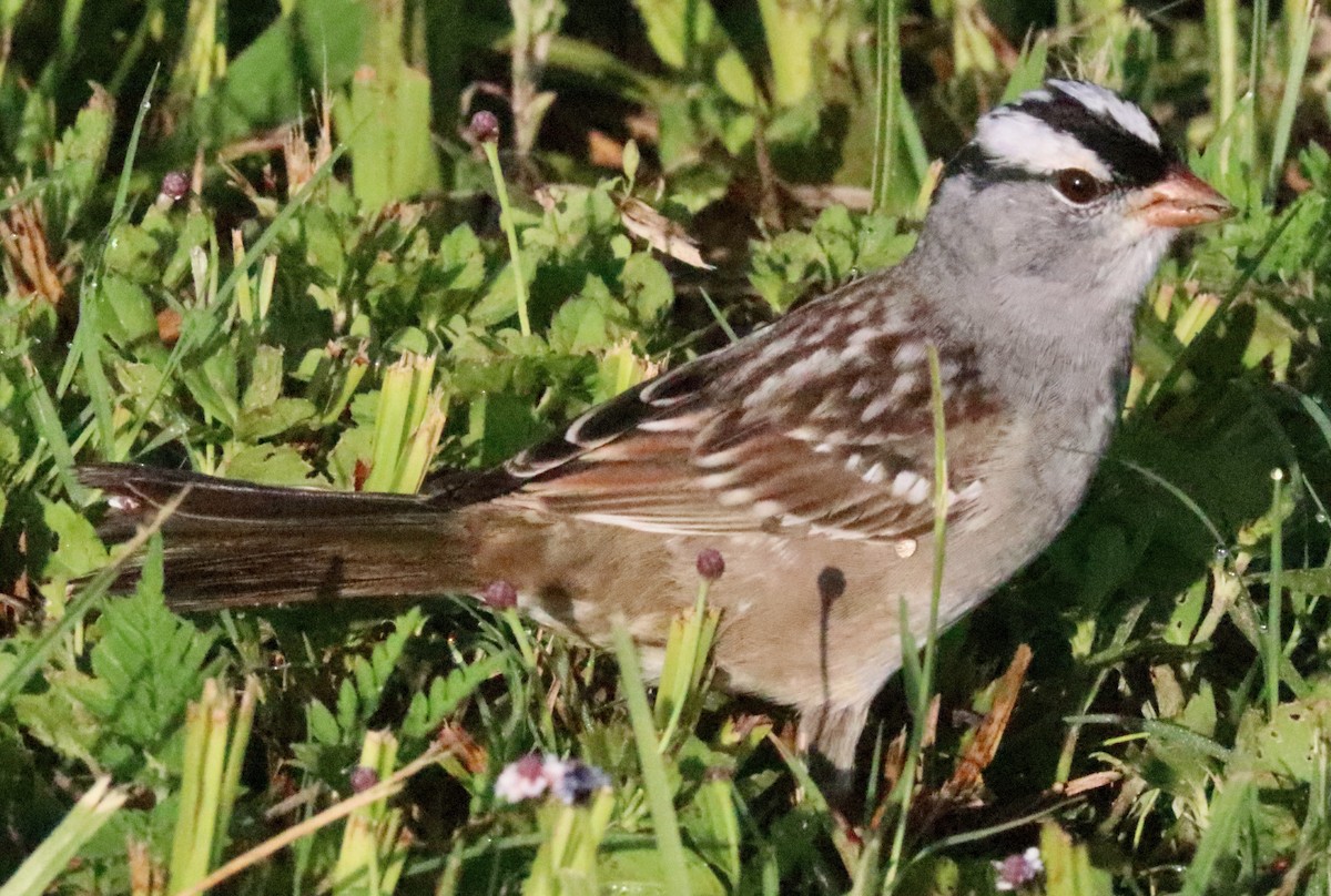 White-crowned Sparrow - ML618320132