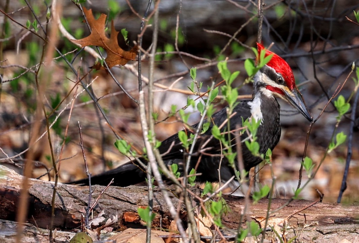 Pileated Woodpecker - ML618320143