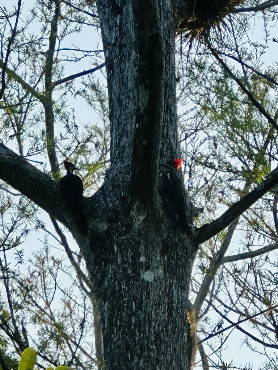 Pileated Woodpecker - ML618320152
