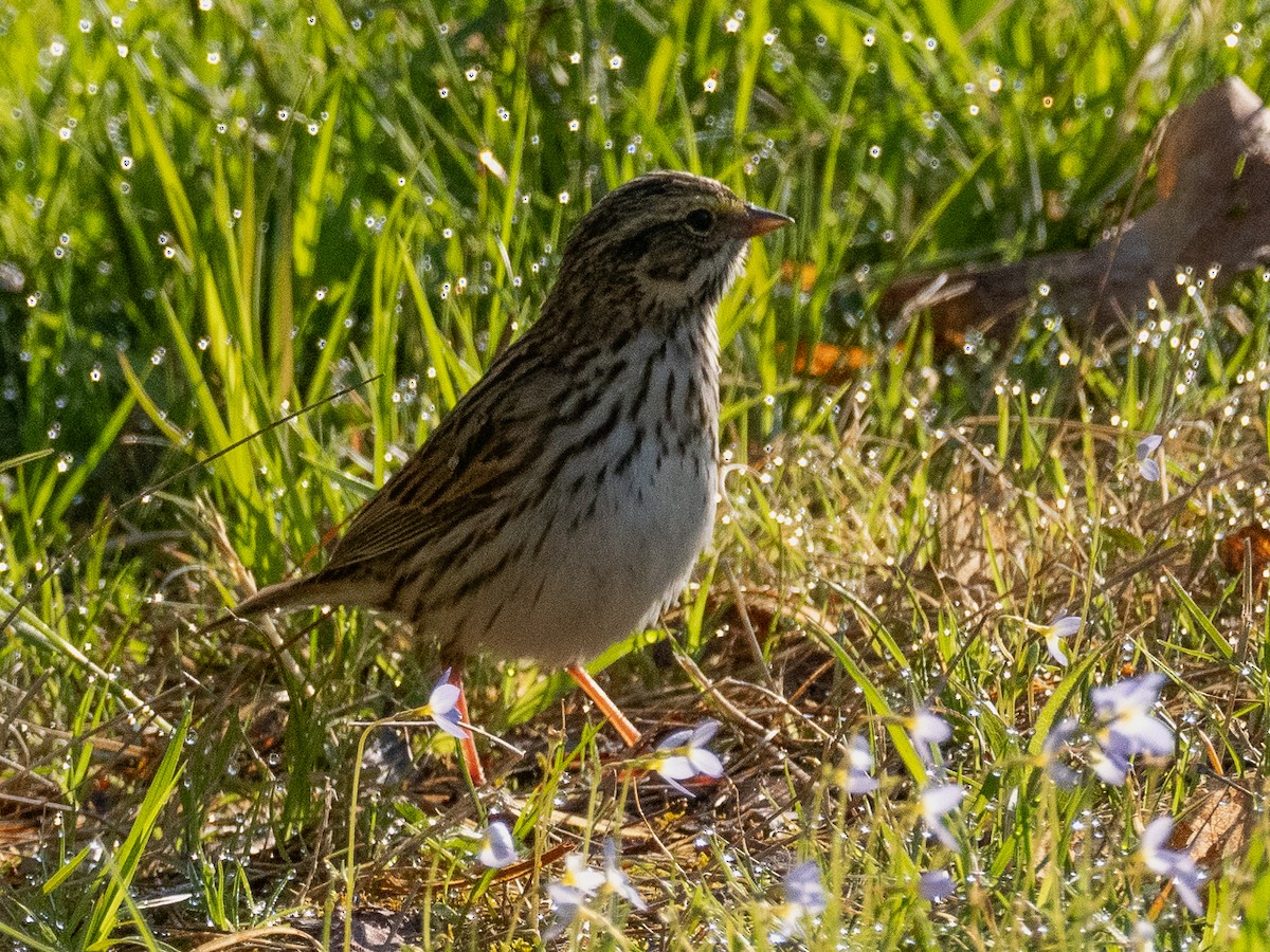 Savannah Sparrow - ML618320157