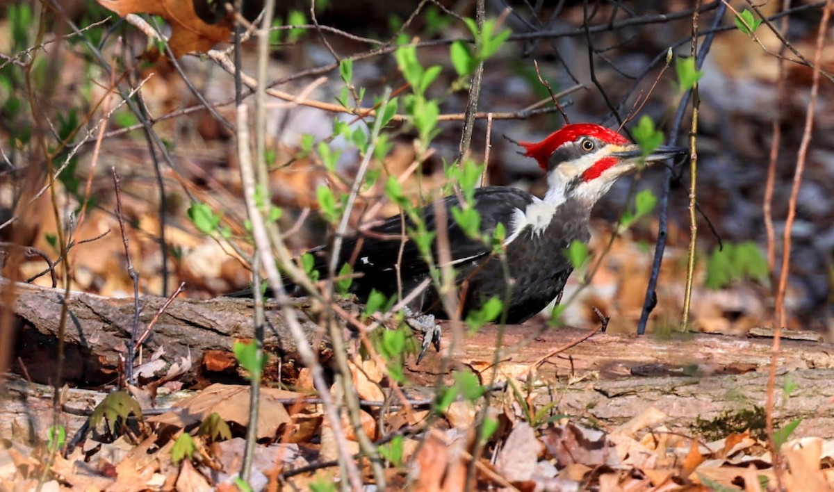 Pileated Woodpecker - ML618320168
