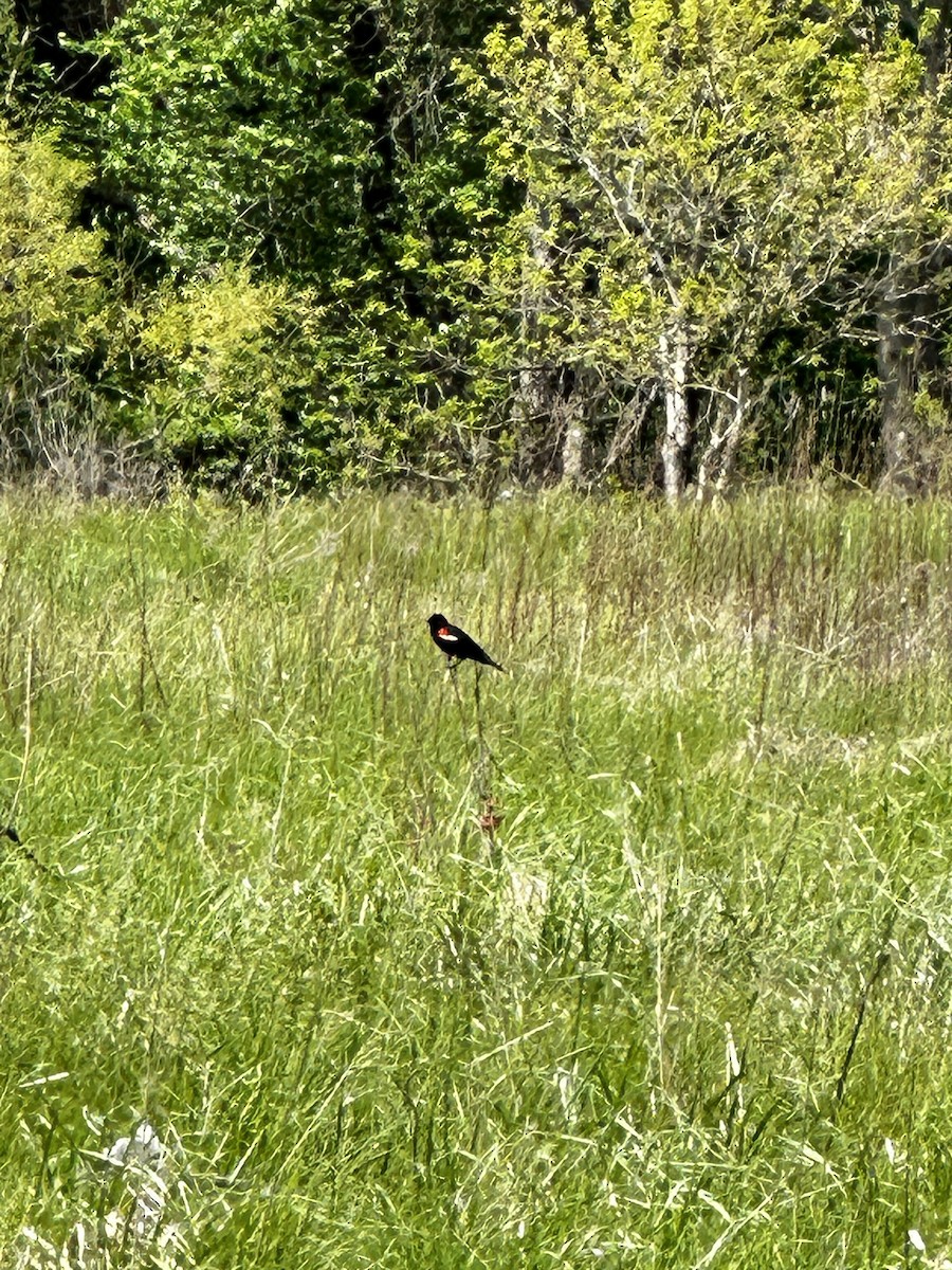 Red-winged Blackbird (Red-winged) - ML618320171