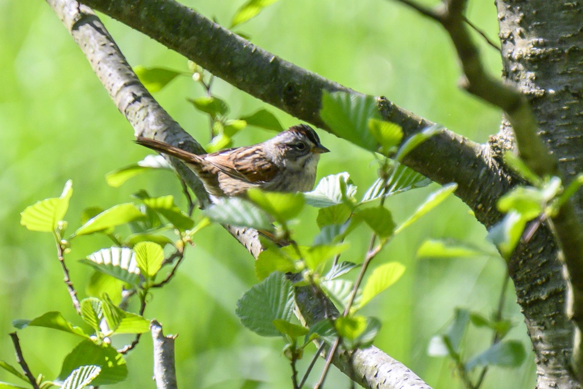 Swamp Sparrow - ML618320178