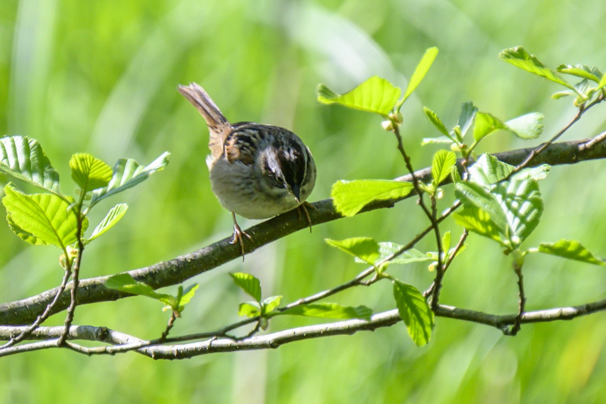 Swamp Sparrow - Michael Christie