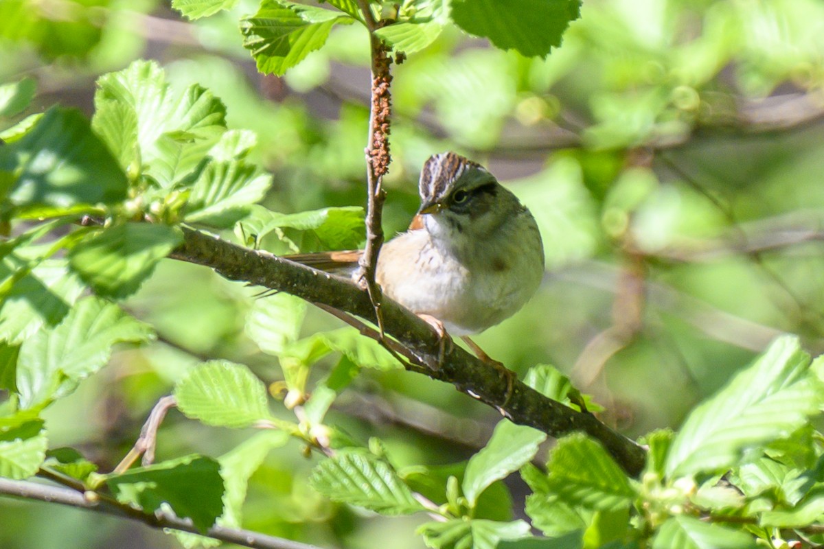 Swamp Sparrow - ML618320183