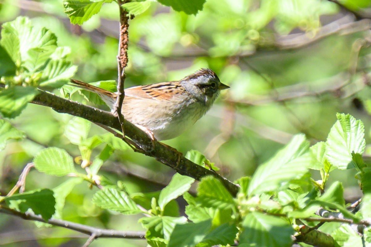 Swamp Sparrow - ML618320186