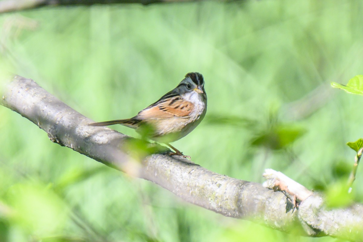 Swamp Sparrow - ML618320193