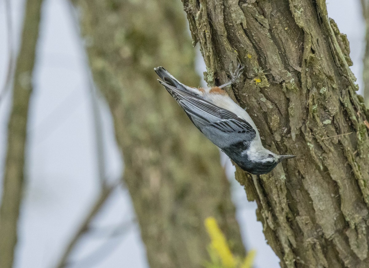 White-breasted Nuthatch - ML618320243