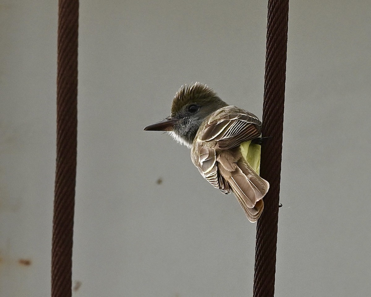 Great Crested Flycatcher - ML618320257