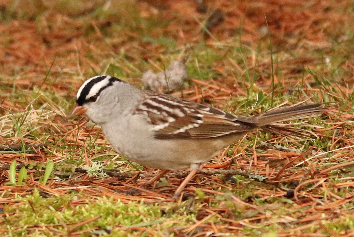 White-crowned Sparrow - ML618320269