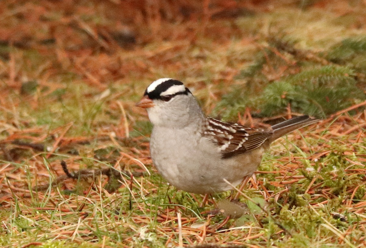 White-crowned Sparrow - ML618320274