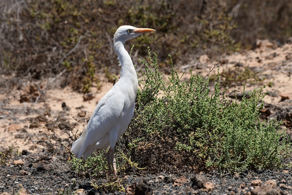 Чапля єгипетська (підвид ibis) - ML618320275