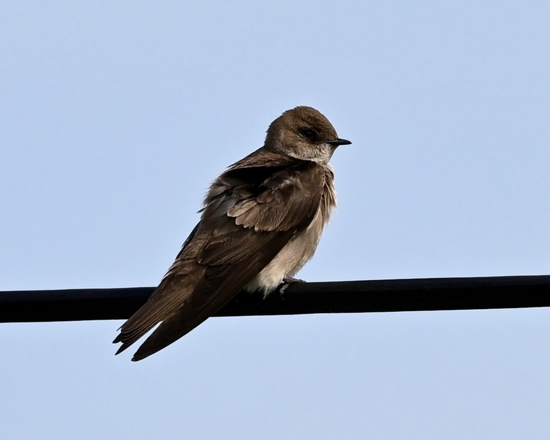 Northern Rough-winged Swallow - ML618320276