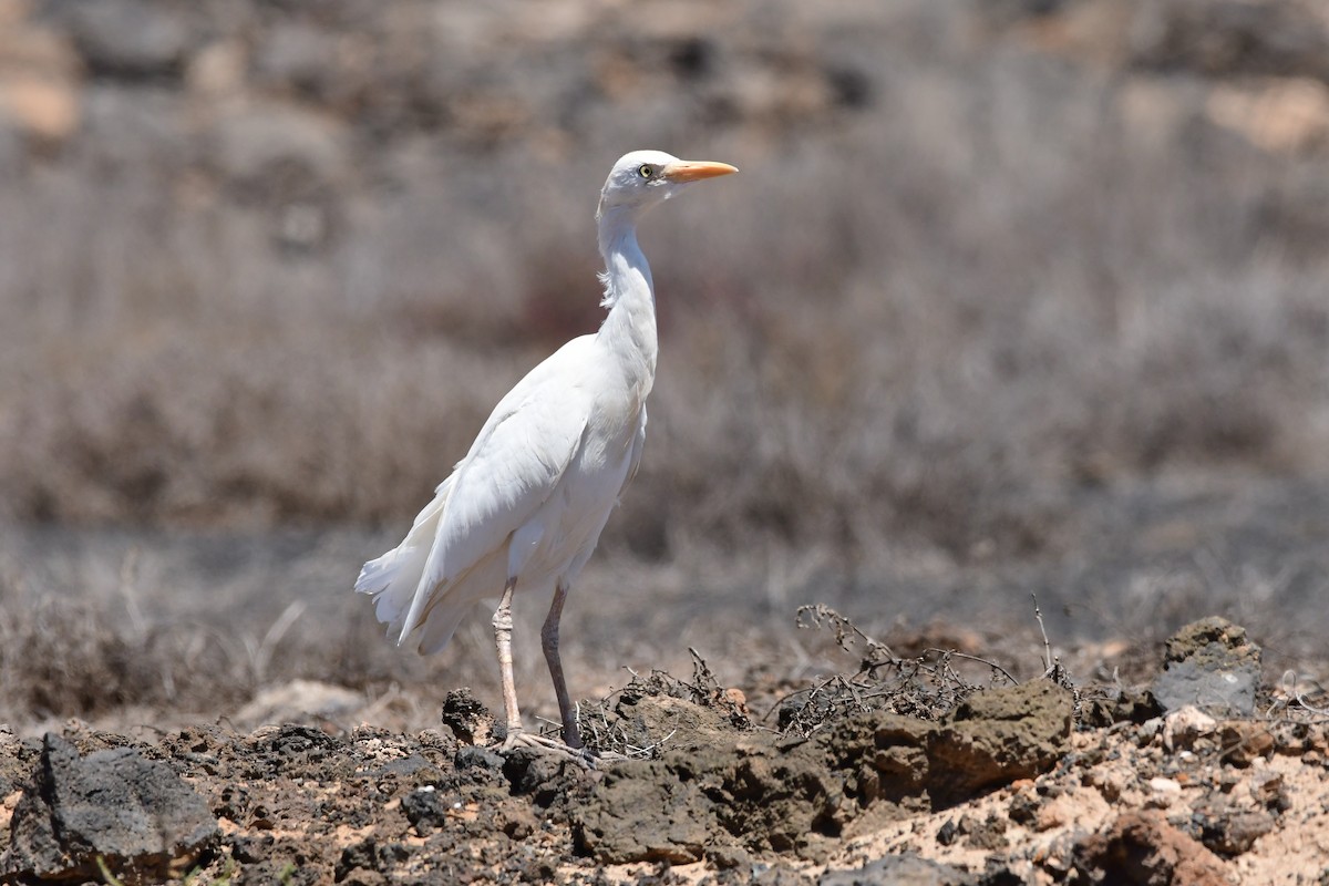 Чапля єгипетська (підвид ibis) - ML618320279
