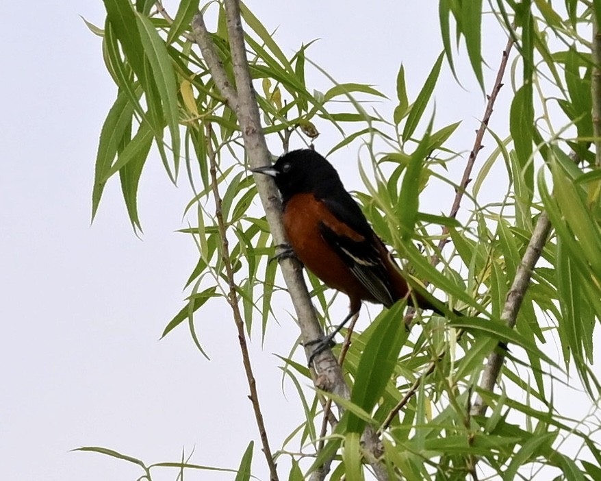 Orchard Oriole - ML618320284