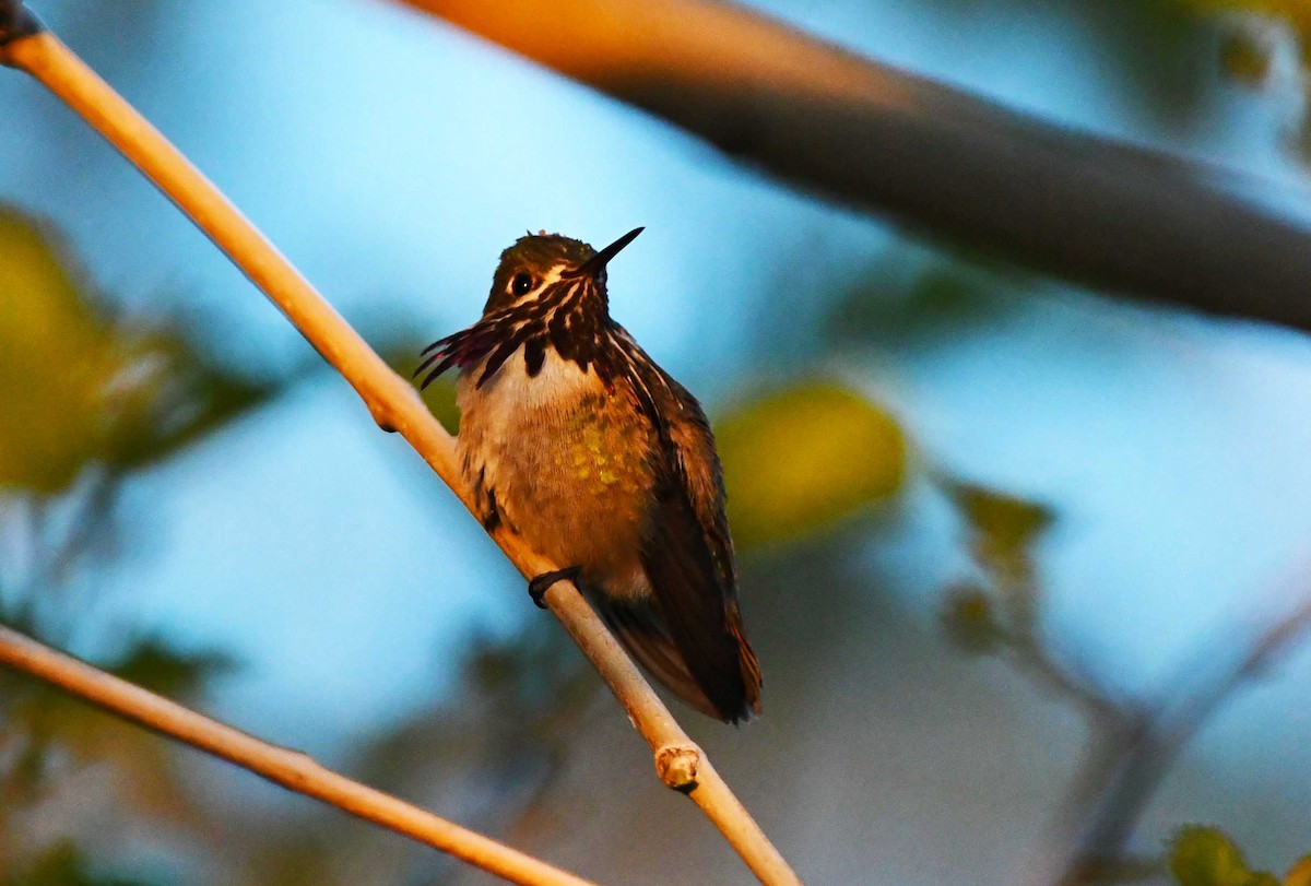 Calliope Hummingbird - ML618320286