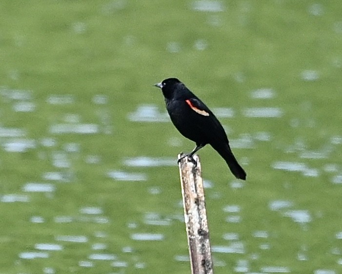 Red-winged Blackbird - ML618320293