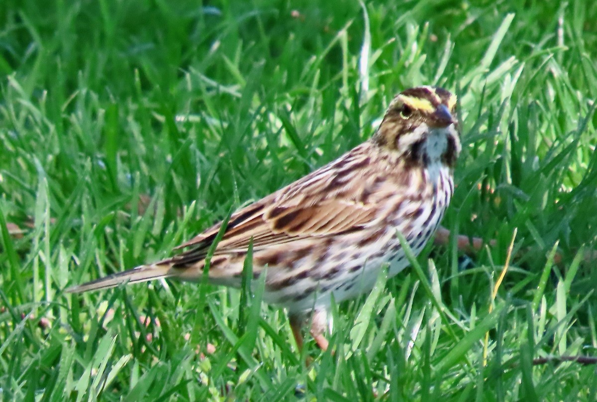 Savannah Sparrow - ML618320306