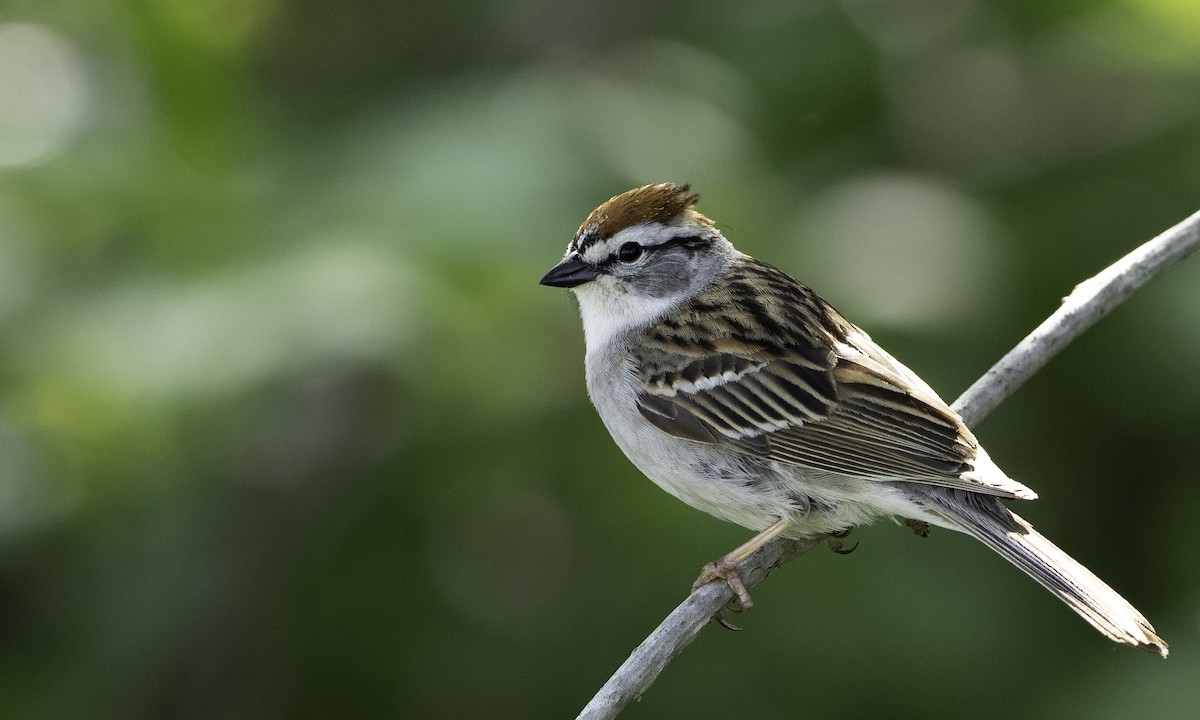 Chipping Sparrow - Brad Heath