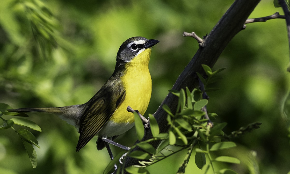 Yellow-breasted Chat - ML618320349