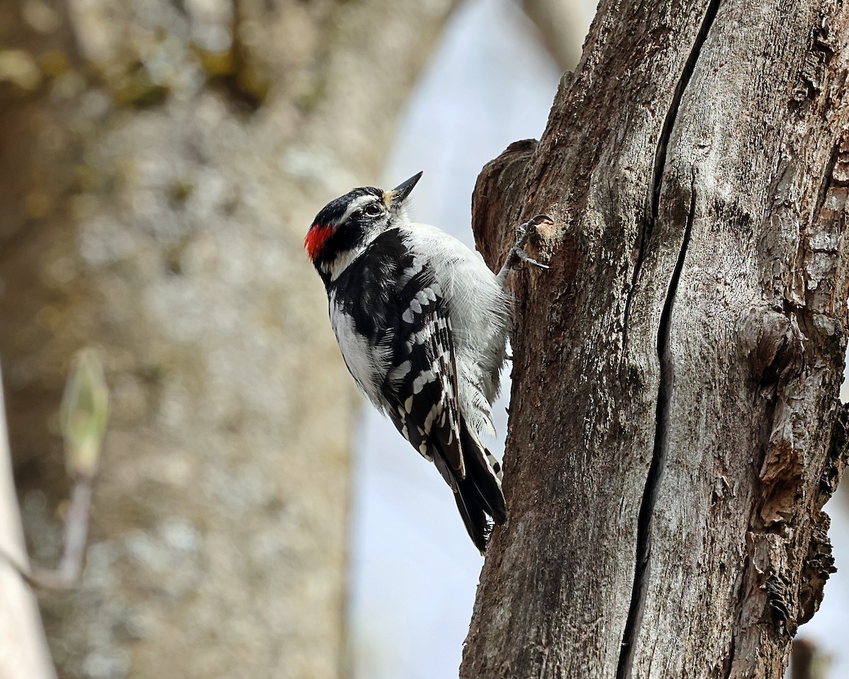 Downy Woodpecker - ML618320362