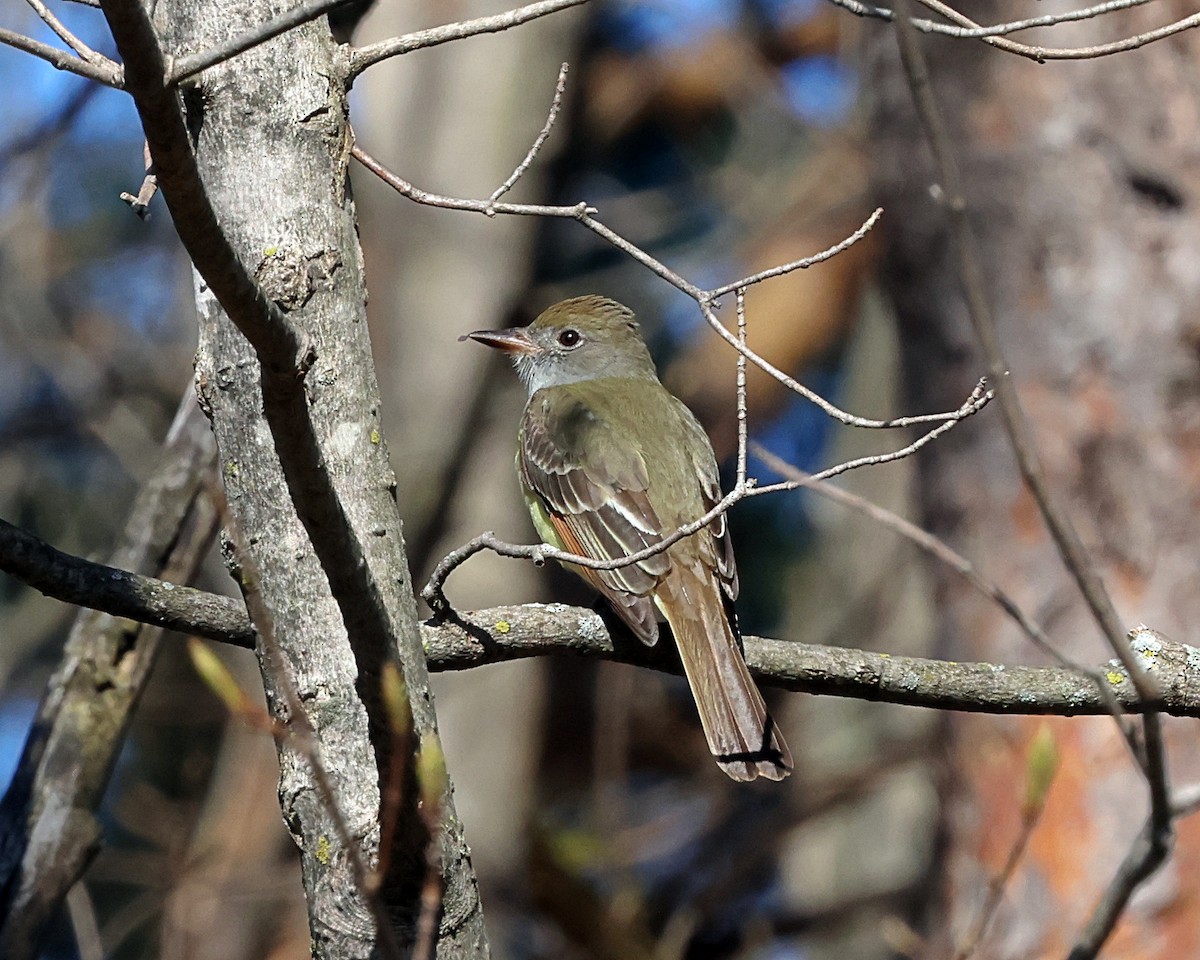 Great Crested Flycatcher - ML618320370